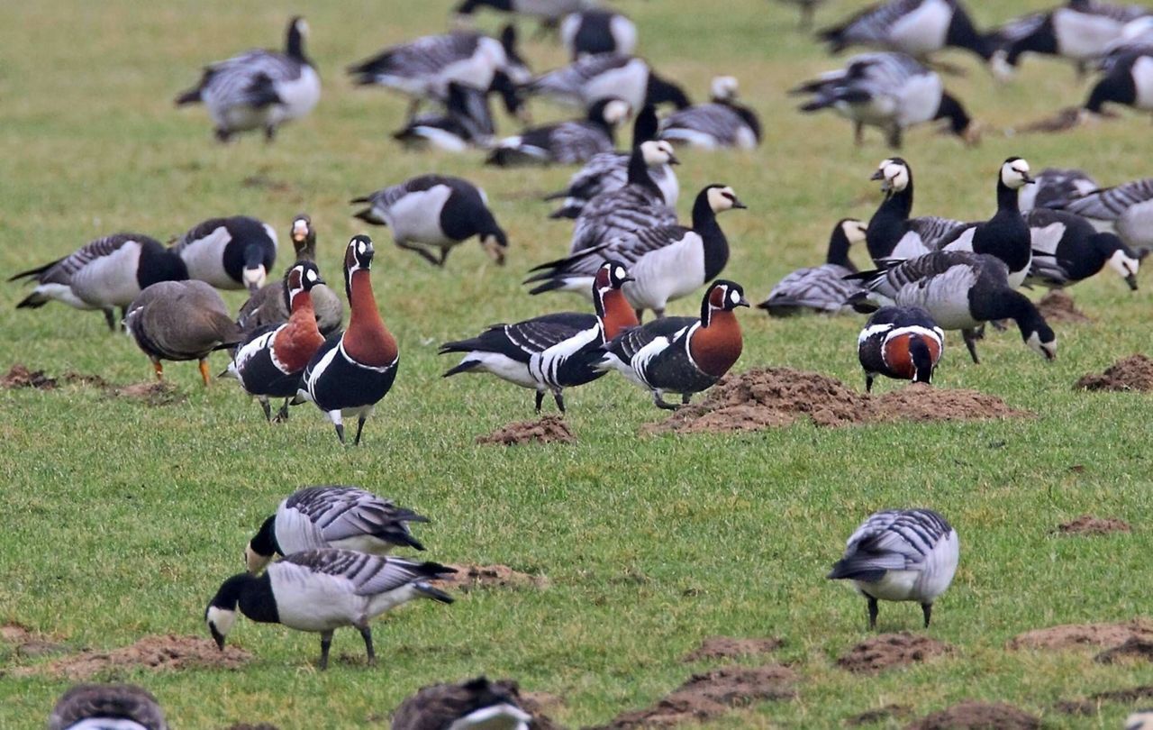 Vijf roodhalsganzen in een groep brandganzen (foto: Koos Dansen)