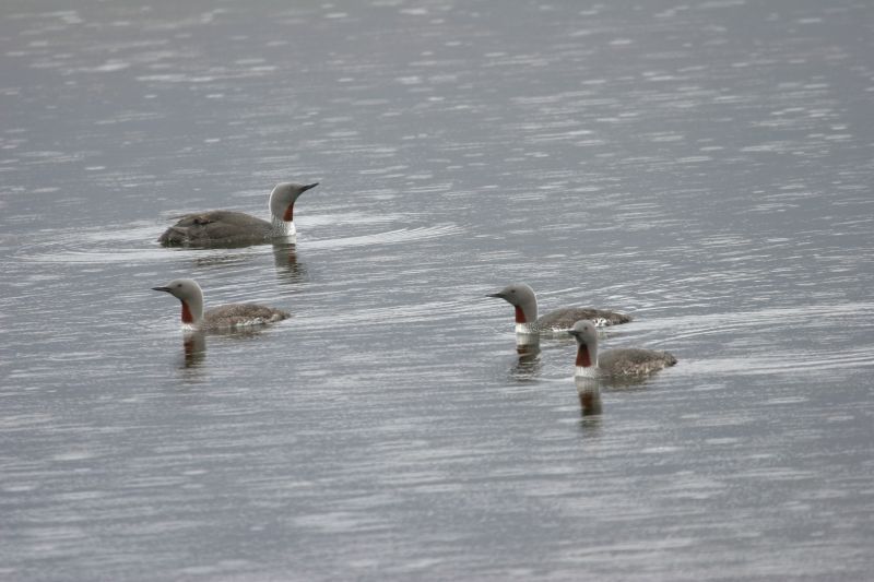 Roodkeelduikers in prachtkleed (foto: Jan Nijendijk, Saxifraga)