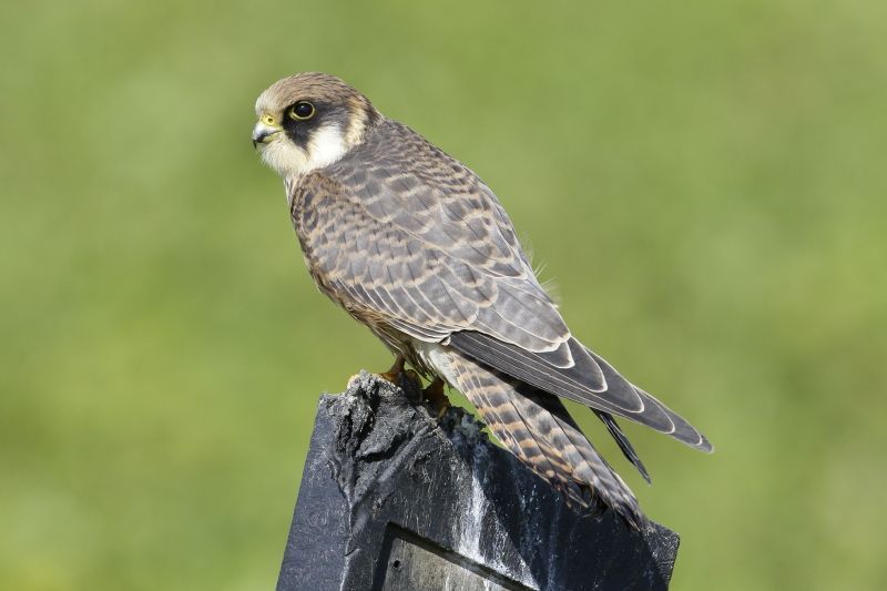 Juveniele roodpootvalk, 28 augustus 2015, Oom Keesweg, Wieringermeer. Kenmerkend is het donkere masker, de lichte bovenkop en de blauwgrijs met bruine tekening op de bovendelen en de staart (foto: Eric Menkveld)