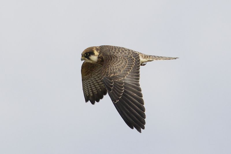 Juveniele roodpootvalk, 28 augustus 2015, Oom Keesweg, Wieringermeer (foto: Eric Menkveld)