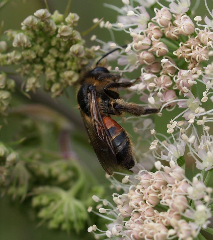 Vrouwtje roodrandzandbij op engelwortel Foto: Pieter Vanormelingen