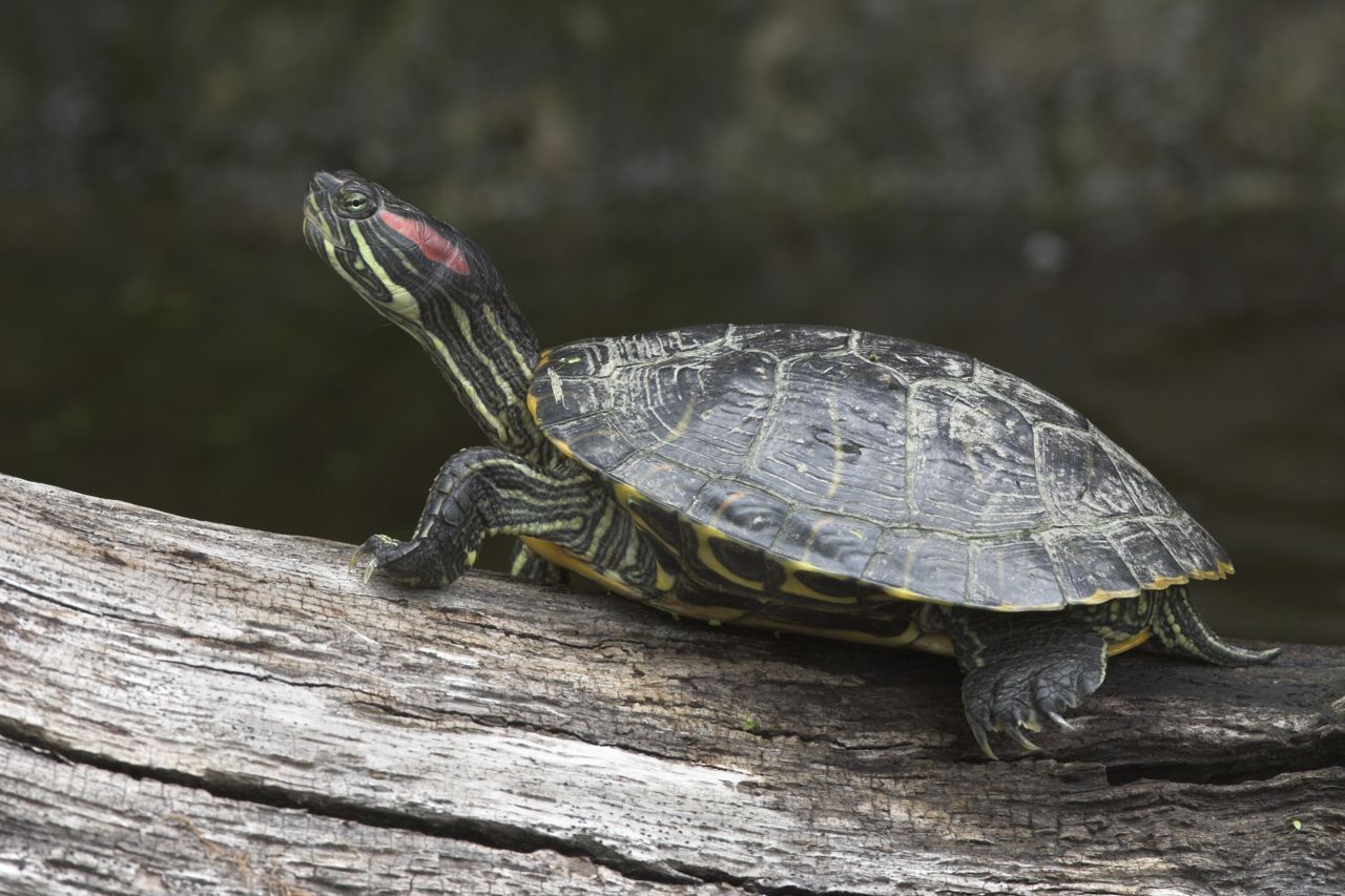 Roodwangschildpad (foto: Jelger Herder)