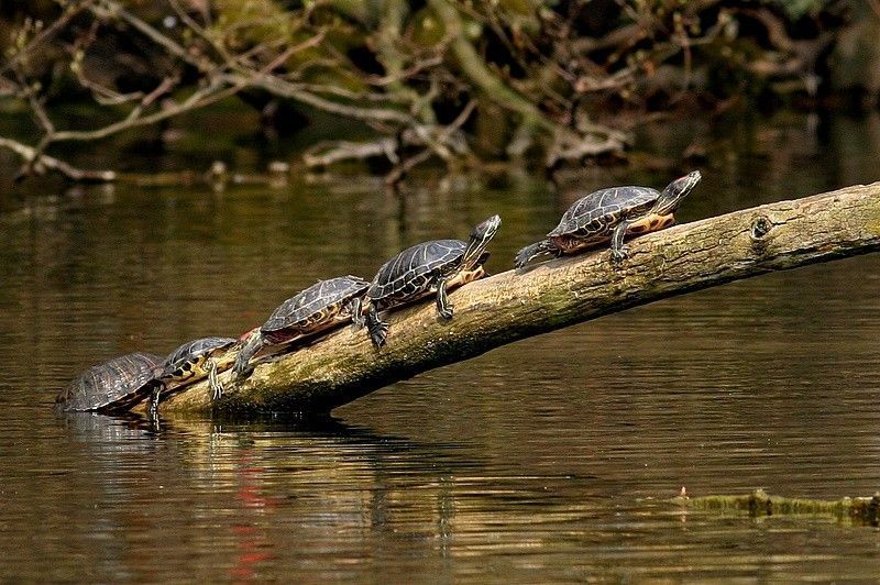Roodwangschildpadden komen alsmaar meer voor in de Belgische wateren (foto: Marc Willaert)