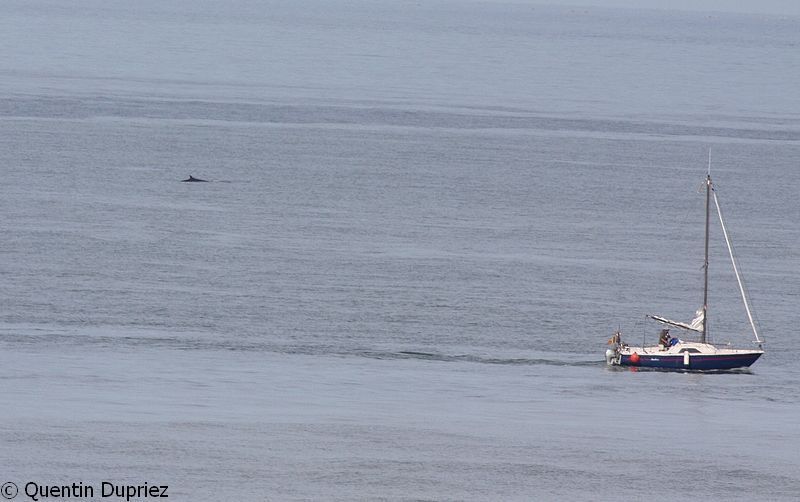 Tussen 13:00 en 18:15 dobberde het beest voor de Franse kust om daarna koers te zetten richting België (foto: Quentin Dupriez)