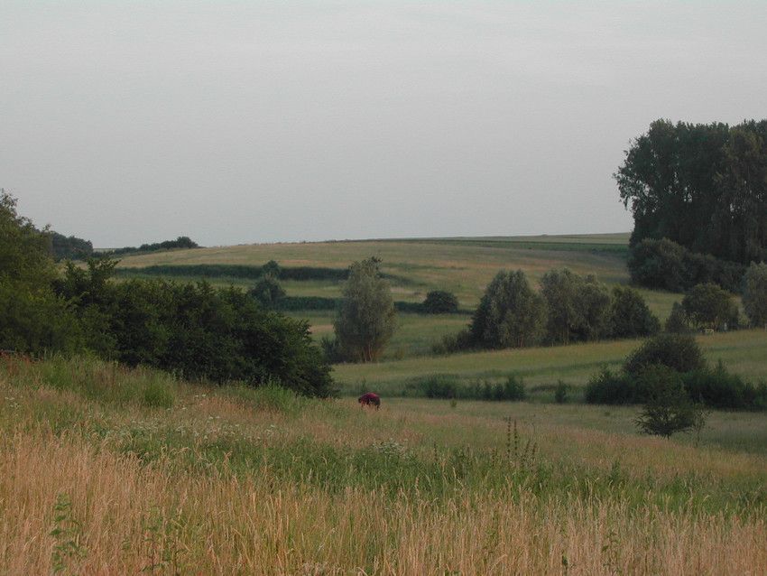 Natuurreservaat het Rosdel maakt deel uit van de Hoegaardse valleigebieden (foto: Pieter Abts)