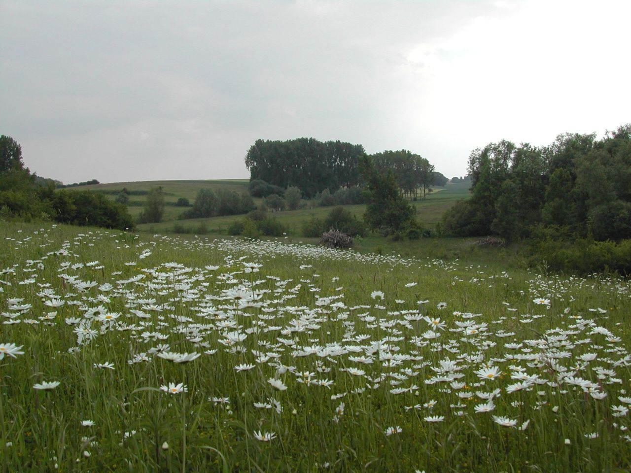 De bloemrijke hooilanden en structuurrijke omgeving van het Rosdel (Foto: Jules Robijns)