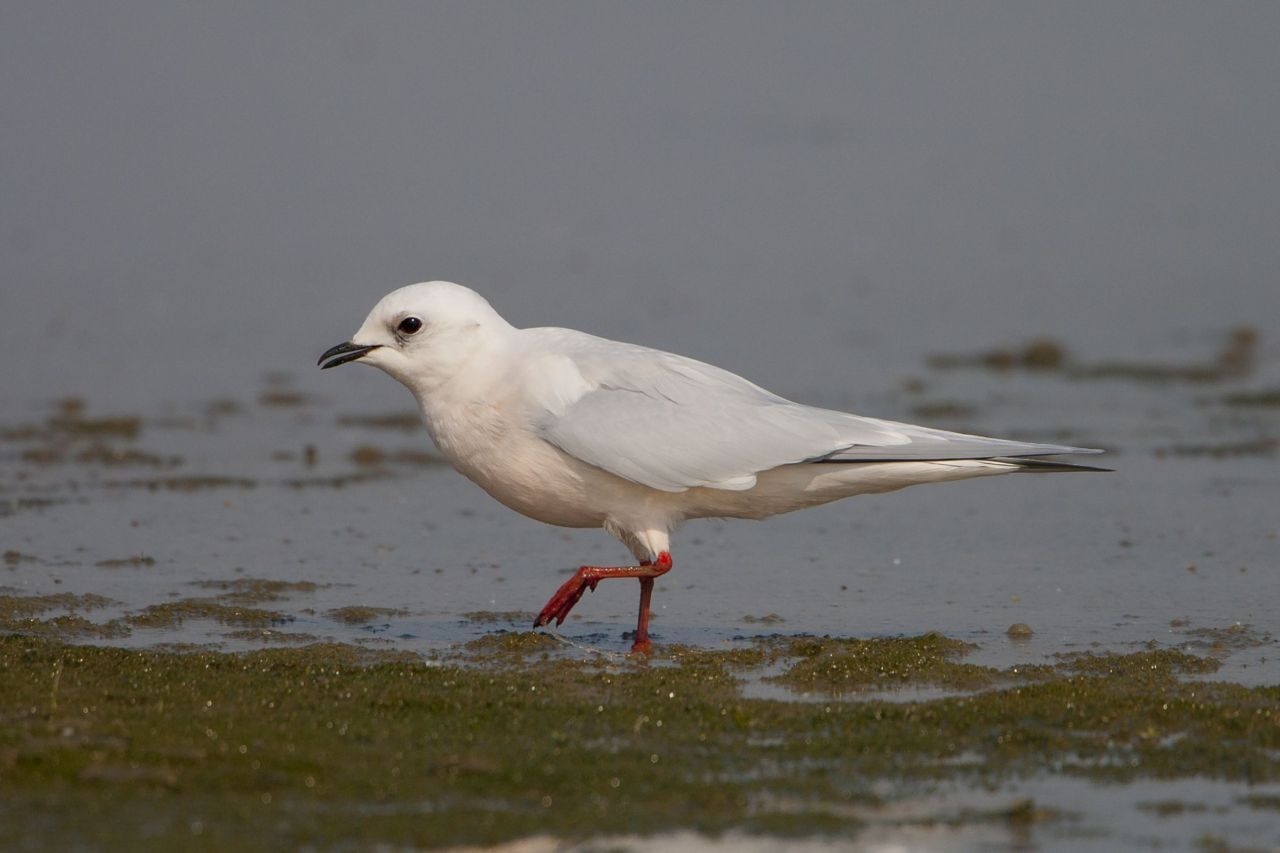 Ross’ meeuw (foto: Dutch Birding)