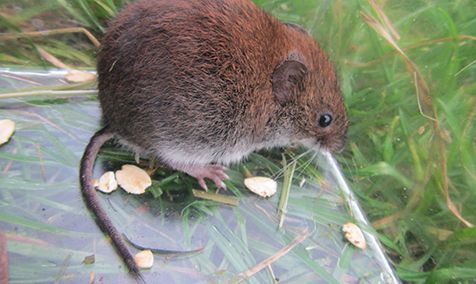 Rosse woelmuis (foto: Dick Schermer)