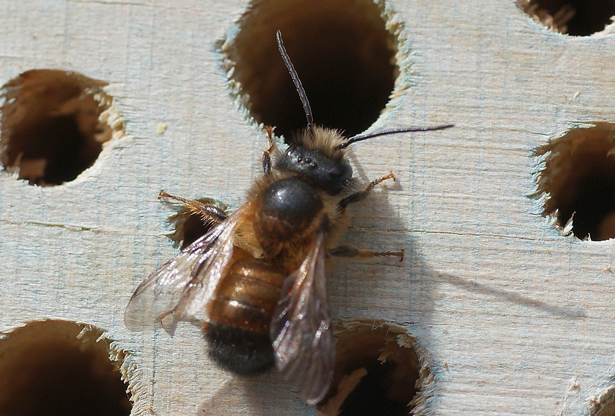 Rosse metselbij bij bijenhotel in Pijnacker (foto: Adrie van Heerden)