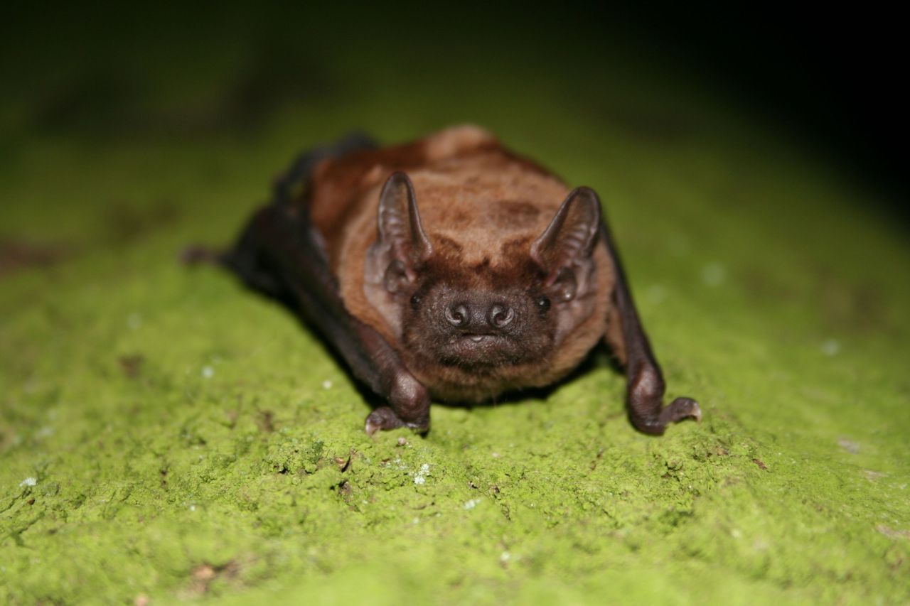 Rosse vleermuis (foto: Wesley Overman)