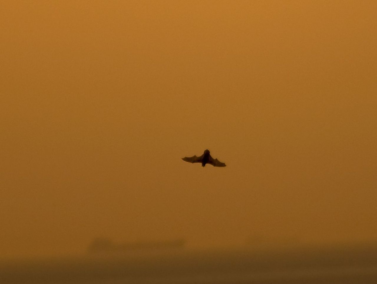 In oktober 2012 werden door vogelaars op trektelposten in België en Nederland maar liefst 229 (dag)trekkende Rosse vleermuizen gemeld (foto: Gerjon Gelling)