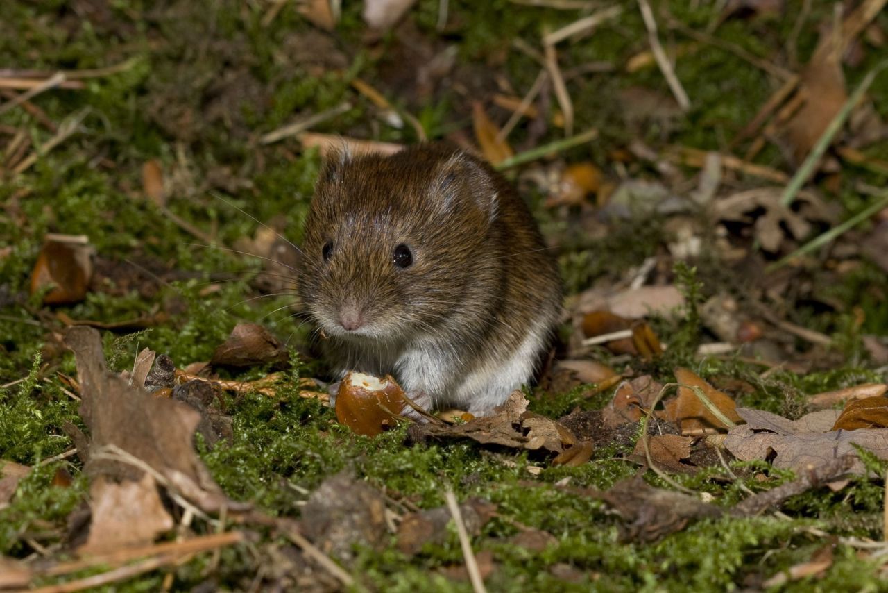 Rosse woelmuis (foto: Wesley Overman)