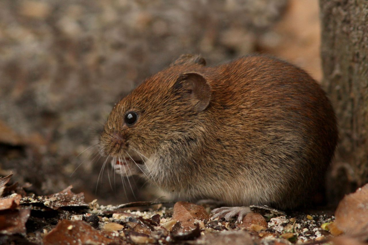 Rosse woelmuizen blijken verzot te zijn op truffels en helpen via hun uitwerpselen de truffelsporen te verspreiden. (Foto: Jelle Van de Veire)