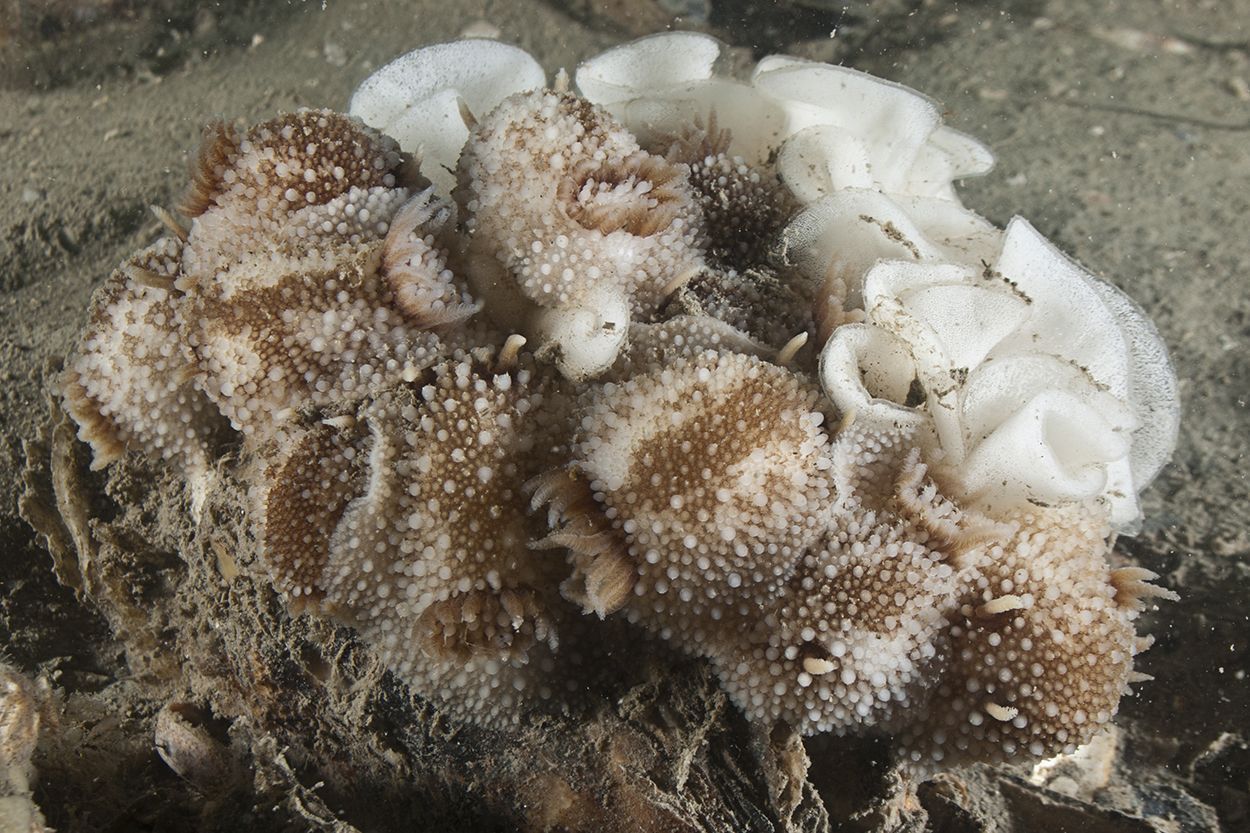 Aggregatie van Rosse sterslakken als onderdeel van de voortplanting van deze zeenaaktslak (foto: Peter H van Bragt)