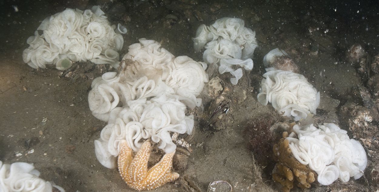 Het resultaat van aggregatie en een succesvolle voortplanting: clusters met eisnoeren van tientallen dieren (foto: Peter H van Bragt)