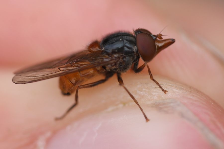 Rode snuitvlieg (Foto: Jonas Mortelmans)