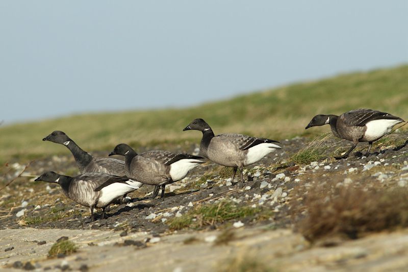 Een familie rotganzen met rechts drie jongen en links twee oudervogels (foto: Albert de Jong)