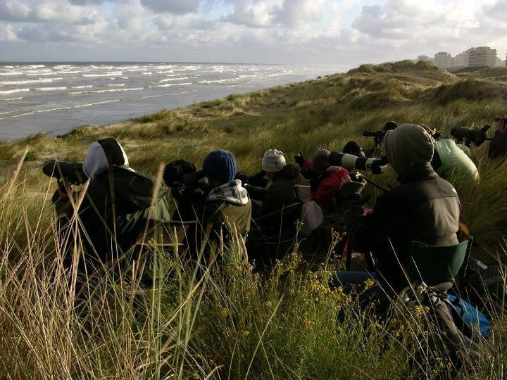 Trektellers op post in De Panne op 8 oktober: V-Day voor Rotganzentrek (foto: David ’Billy’ Herman)