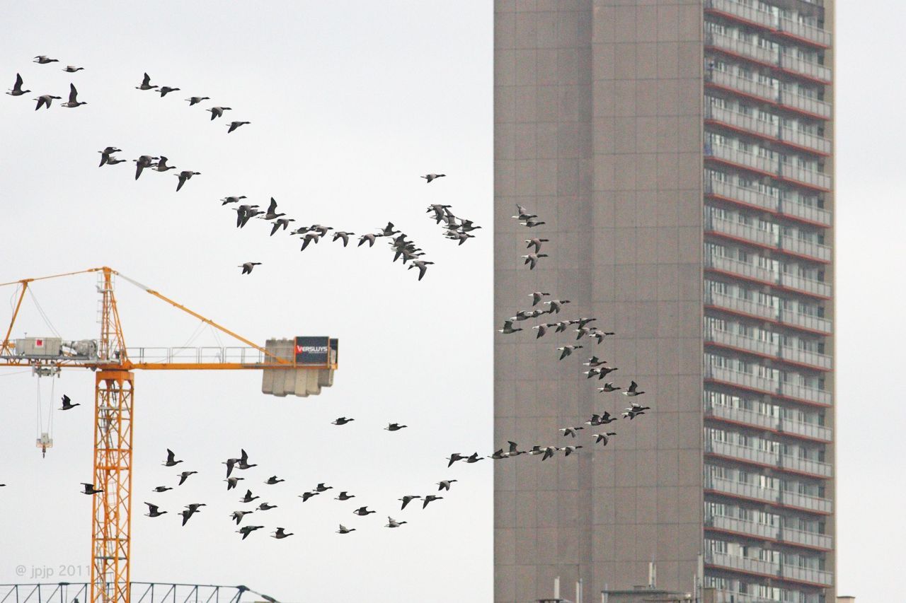 8 oktober: Rotganzen trekken een lijn langs Oostende (foto: Jean-Pierre Robert)