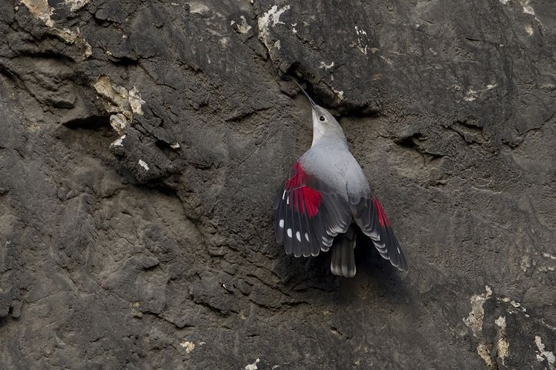 Deze prachtige Rotskruiper zit sinds 30 december 2014 op de muren en rotsen van de citadel van Dinant (foto: Filip De Ruwe)