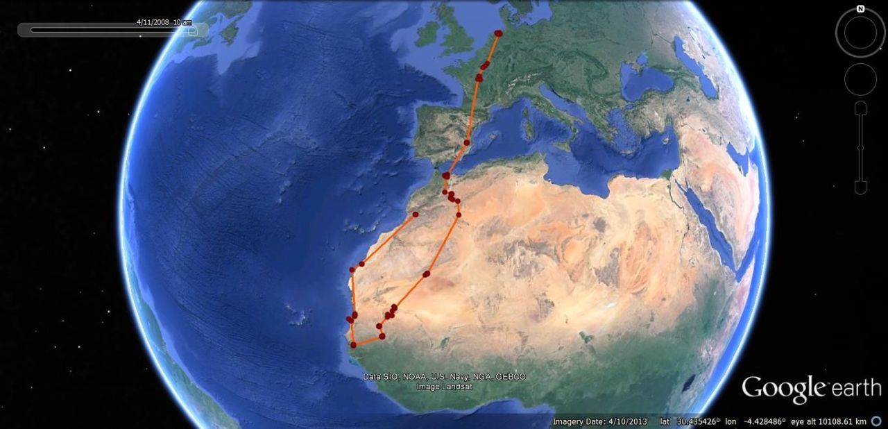 Grauwe kiekendief ’Edzard’ wist in het najaar de reis nog te voltooien, maar strandde in het voorjaar van 2008 bij het oversteken van de Sahara (foto: Raymond Klaassen)