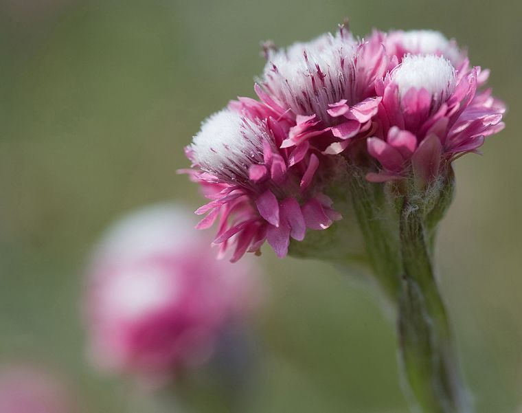 Een vrouwelijke bloeiwijze van Rozenkransje (foto: Gerard Oostermeijer)