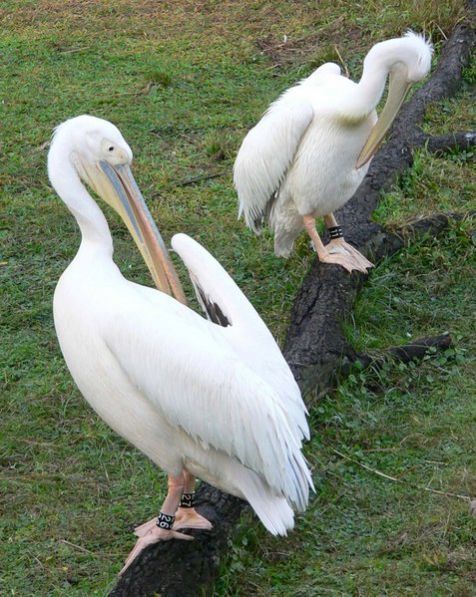 Roze pelikanen in Disney