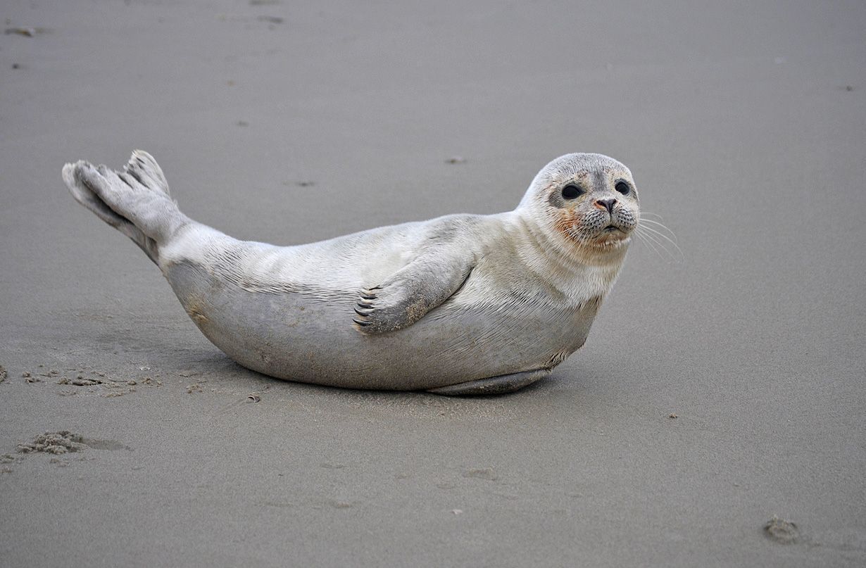 Gewone zeehond (foto: René Pop)