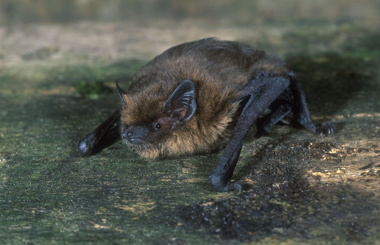 De Gewone dwergvleermuis is een van de kleinste vleermuizensoorten van Europa en de meest voorkomende in Vlaanderen (Foto: Hugo Willockx)