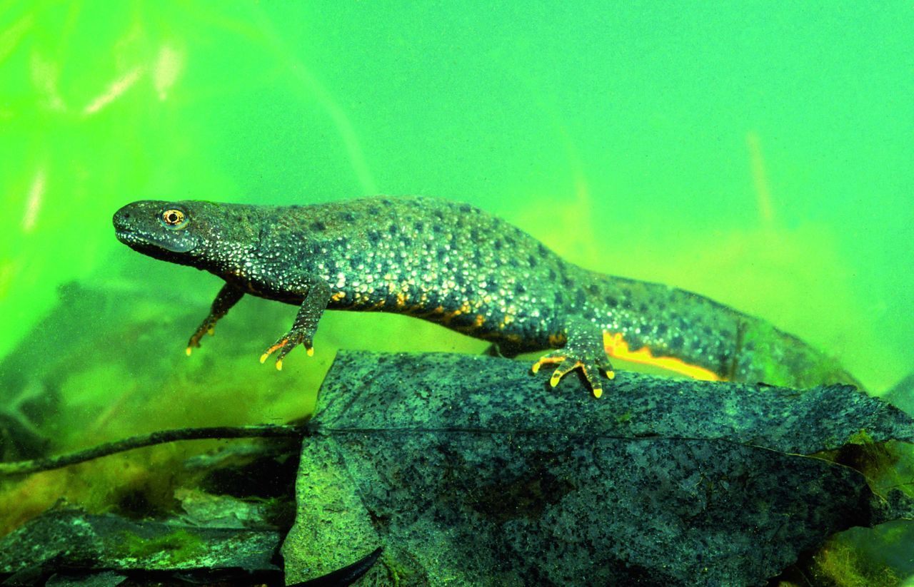 Wijfje van de Kamsalamander. (foto: Hugo Willockx)