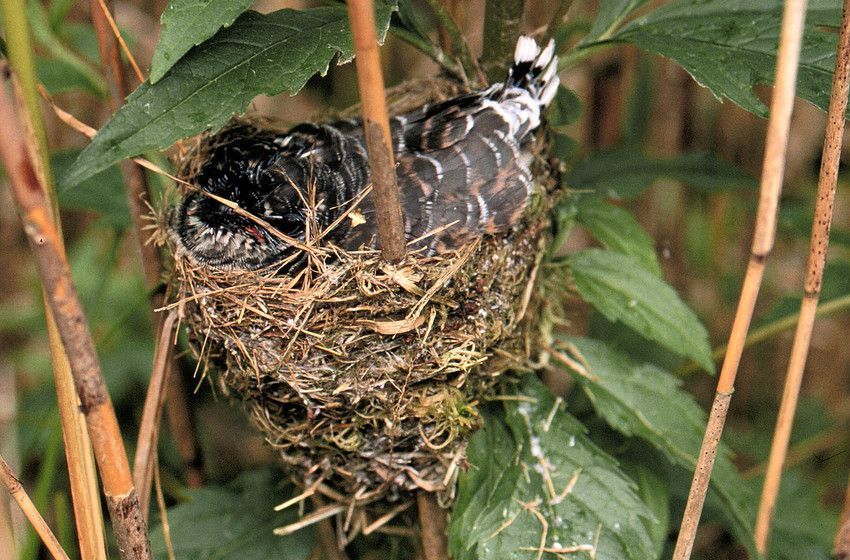 Jonge koekoek in het nest van een Kleine Karekiet (foto: François Van Bauwel)