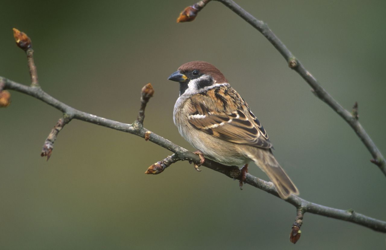 Ook de Ringmus heeft te lijden onder een gebrek aan broedholen. (foto: Hugo Willockx)