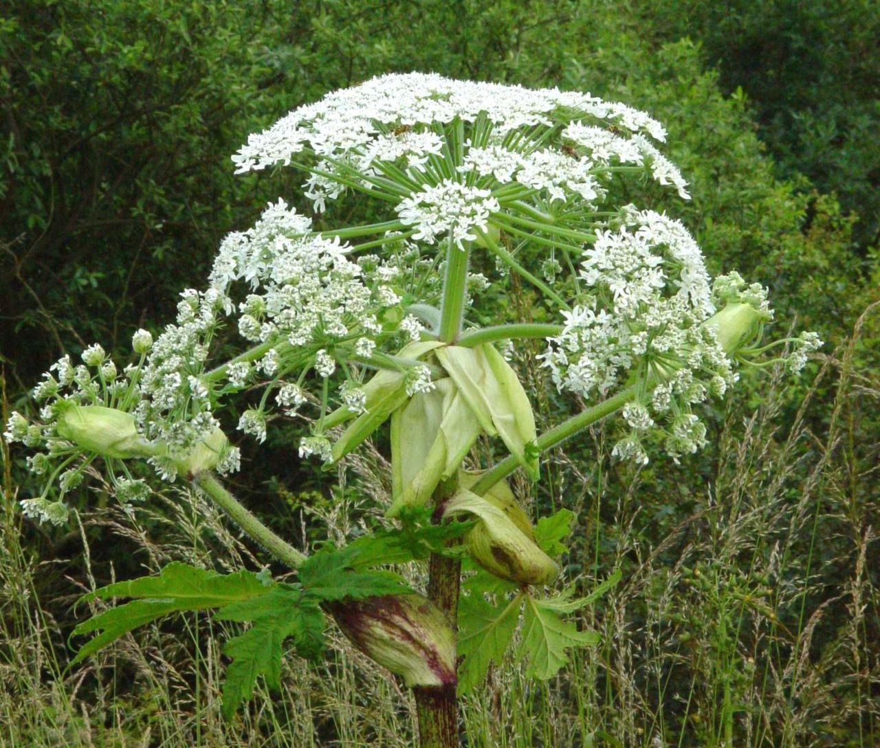 Reuzenberenklauw werd ooit ingevoerd als sierplant. (foto: Marcel Bex)