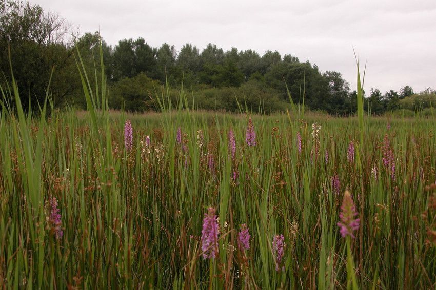 Natuurgebieden herbergen een groot deel van de biodiversiteit in Vlaanderen (foto: Diane Appels)