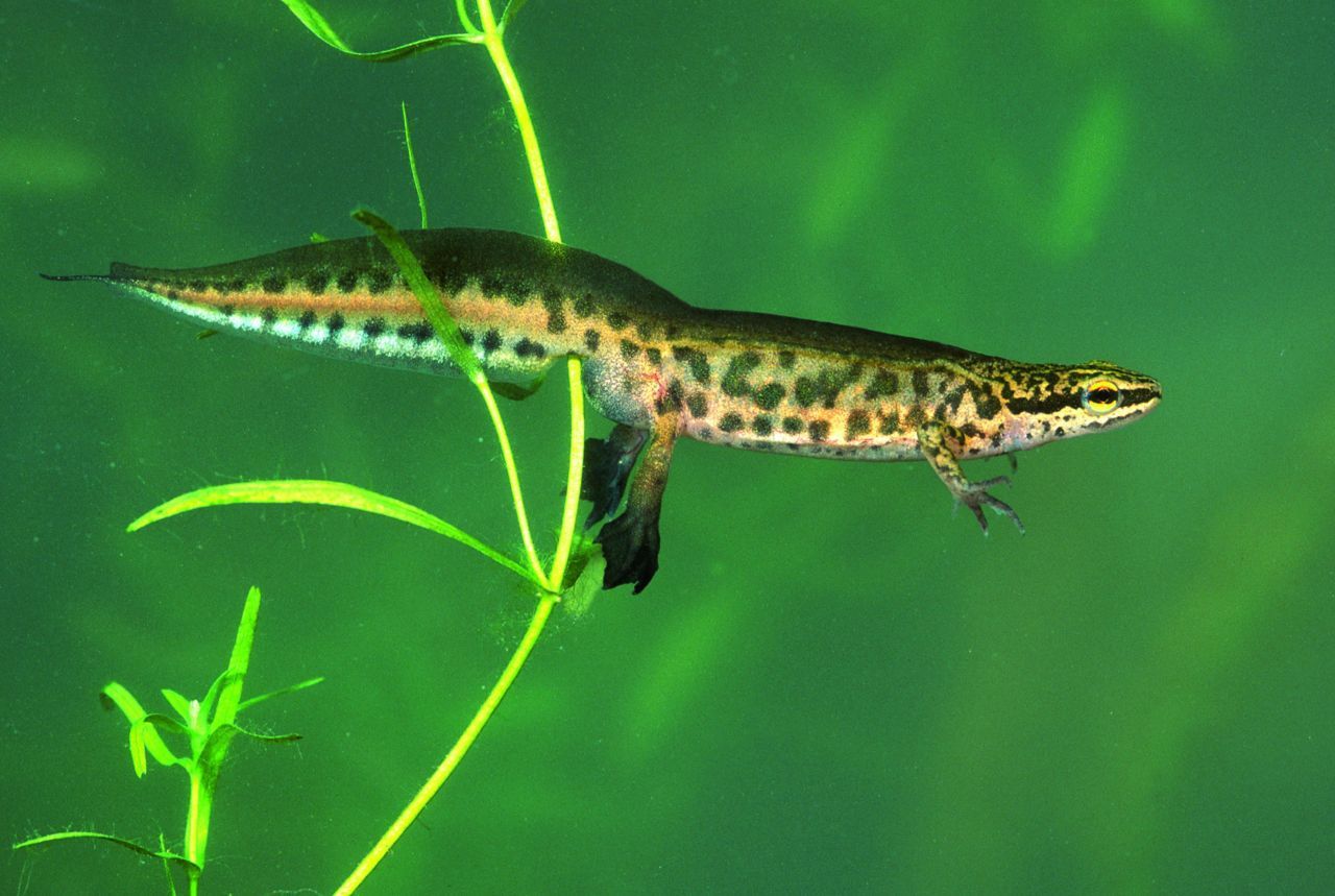 Het leefgebied van deze Vinpootsalamander kan nog flink verbeteren in West-Vlaanderen. (foto: Hugo Willockx)