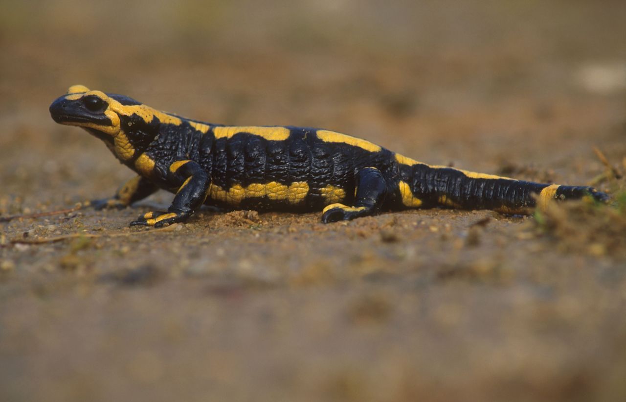 Met zijn heftige kleuren zou de Vuursalamander zeker niet misstaan in een regenwoud (foto: Hugo Willockx)