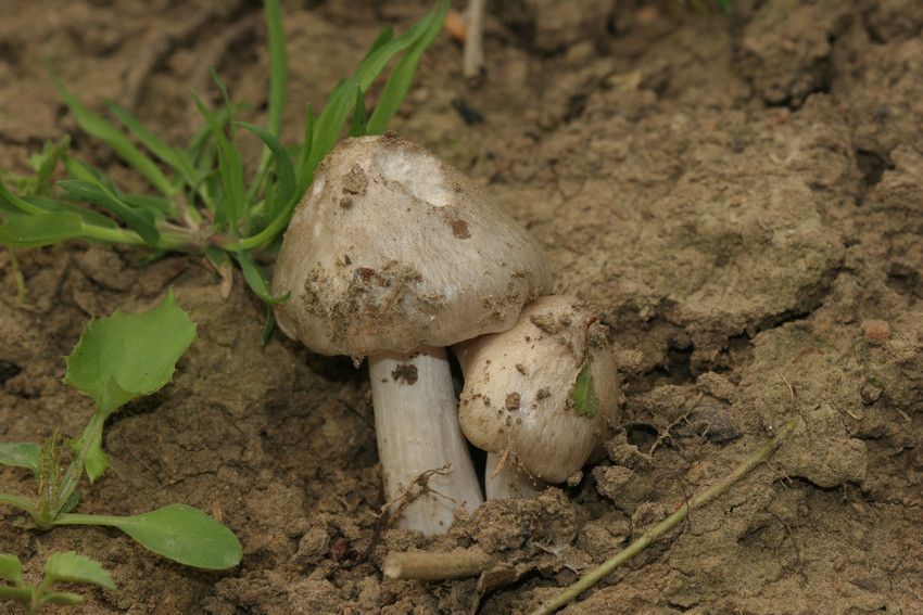 De Harde voorjaarssatijnzwam, een symbiont in de lente (foto: Wim Veraghtert)