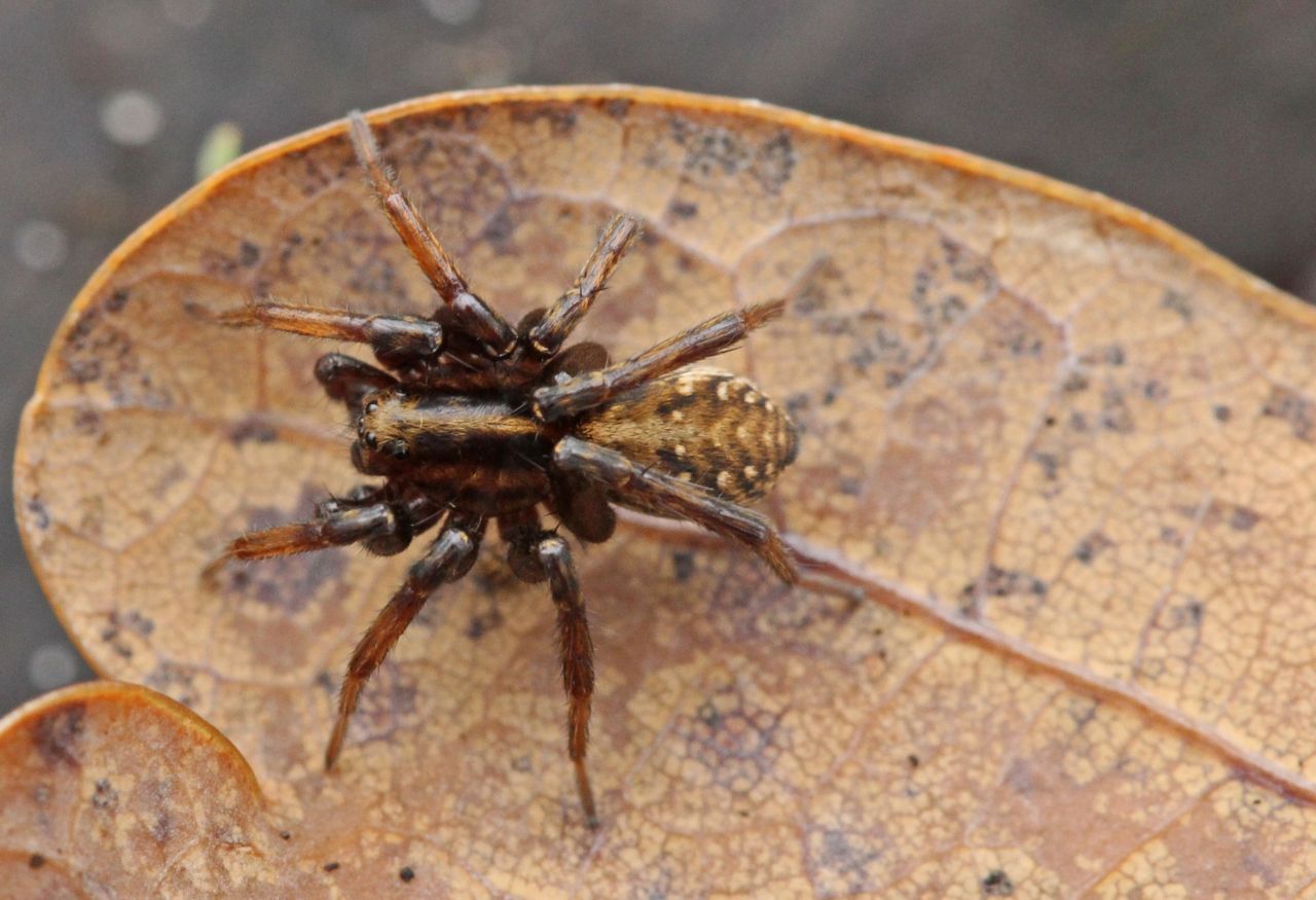  Een mannetje Trommelwolfspin herken je goed aan de tweekleurige poten en het vlekkenpatroon op het achterlijf (foto: Paul Wouters en Marianne Horemans). 