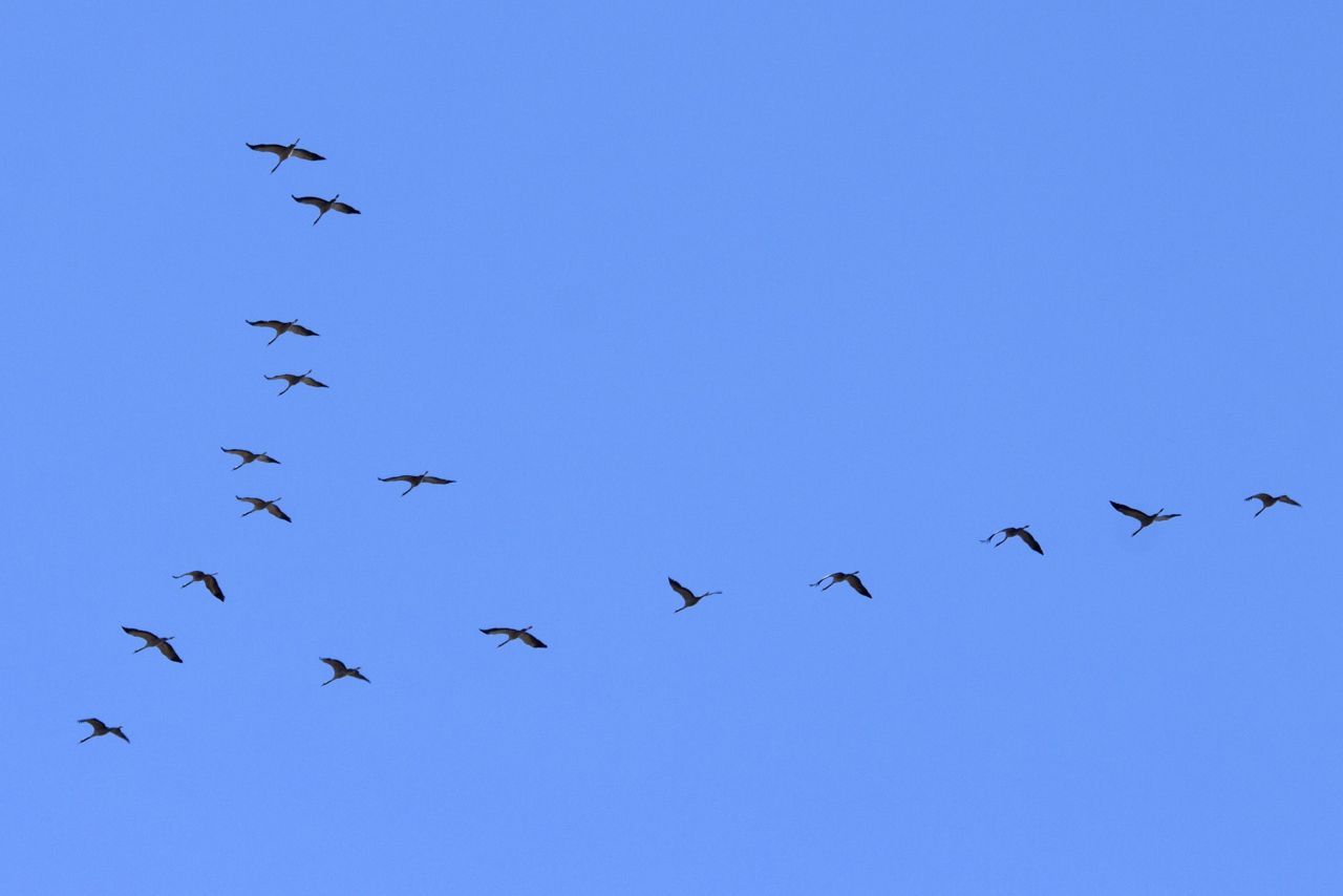 Sinds 2005 worden in België jaarlijks ruim 3000 vogels getest, waarvan nog geen enkele positief testte voor de voor de mens gevaarlijke variant (Foto: Kevin Feytons)