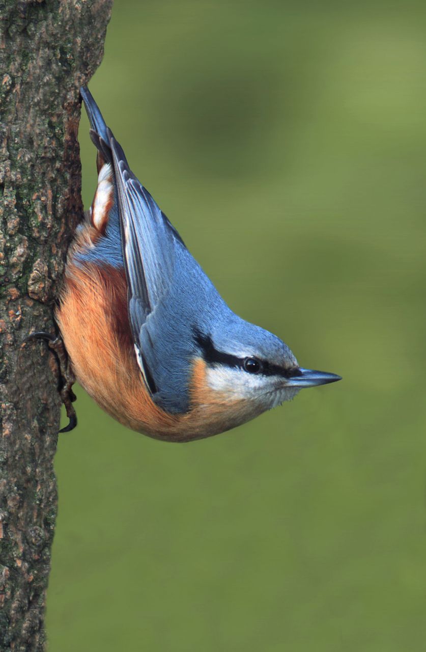 Een Boomklever in vol ornaat. (foto: Francois Van Bauwel)