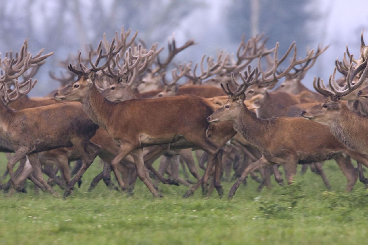 Kuddes Edelherten hoeven we voorlopig nog niet te verwachten in Vlaanderen: onze natuur is er te versnipperd voor. (foto: Ruben Smit)