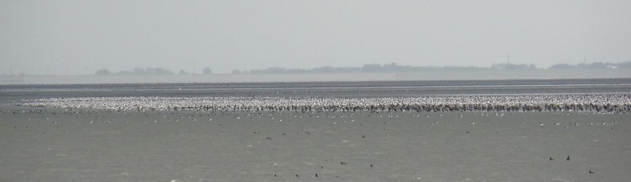 Ruiende Bergeenden in het Waddengebied (foto: Eelke-Sybren Dijkstra)