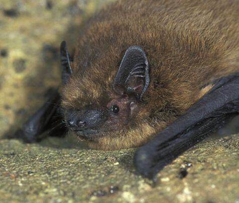 Gewone dwergvleermuis. (foto: Rollin Verlinde)