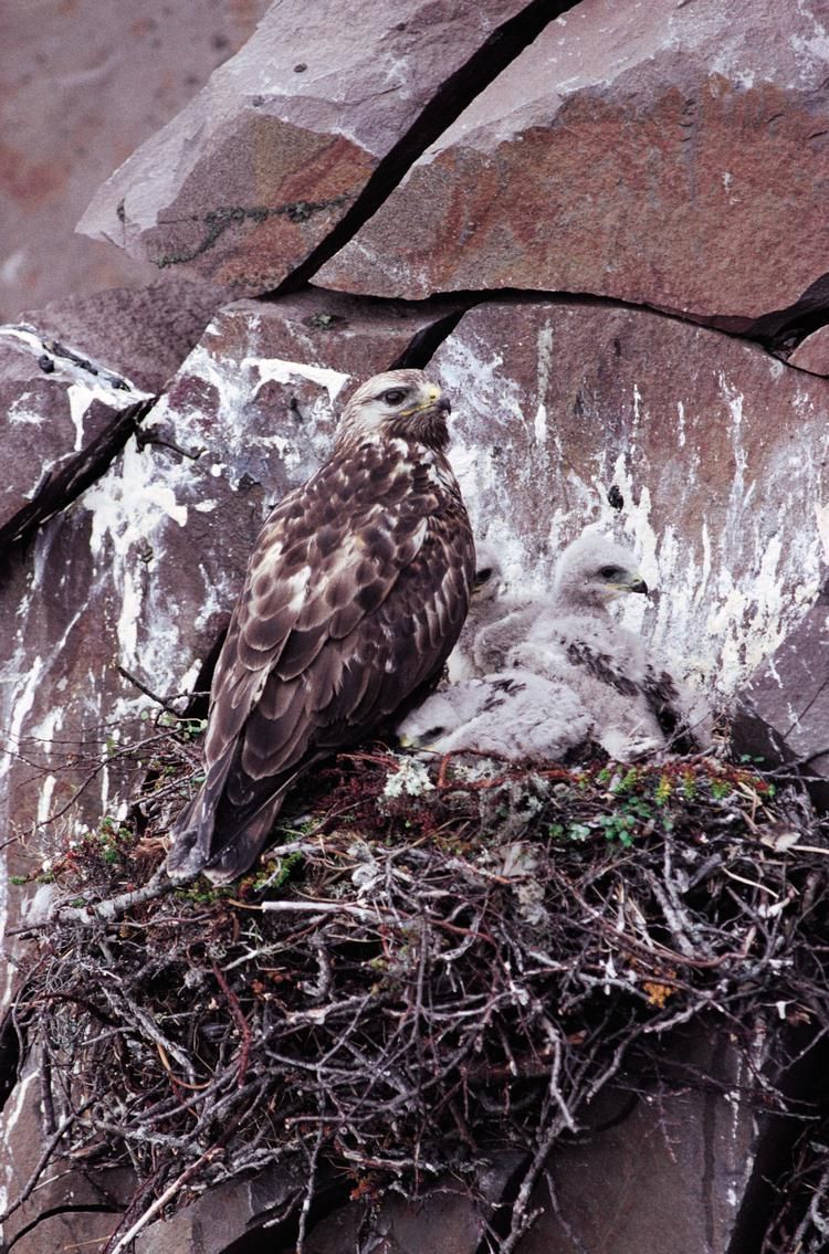 Ruigpootbuizerd (foto: IVN Vecht en Plassengebied)