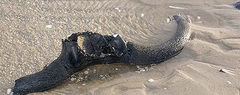 De runderhoorns op het strand (foto: Sytske Dijksen)