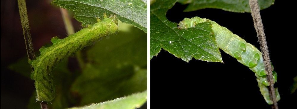 De rups van agaatvlinder eet ook ’s nachts door. Hier eenzelfde rups van boven en onderen (foto: Kars Veling)