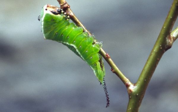 De rups van de hermelijnvlinder (foto: Kars Veling)