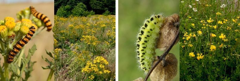 Zebrarups van sint-jacobsvlinder en waardplant jakobskruiskruid (links) en rups sint-jansvlinder en rolklaver (rechts) (foto’s: Marieke van Dijk; Kars Veling)