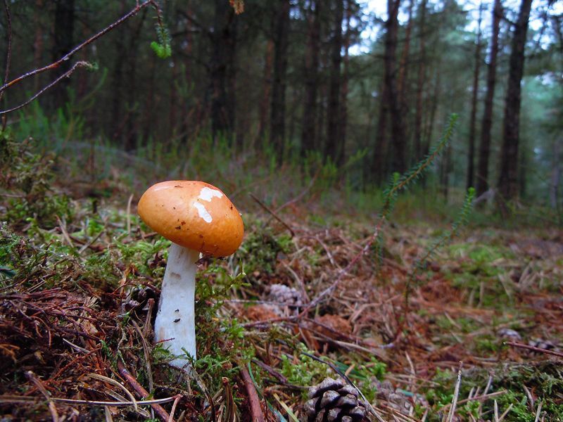 Grauwstelige russula (foto: Rob Chrispijn)