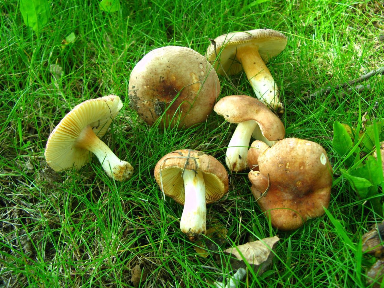 Russula arpalices (nog geen Nederlandse naam) (foto: Martijn Oud)